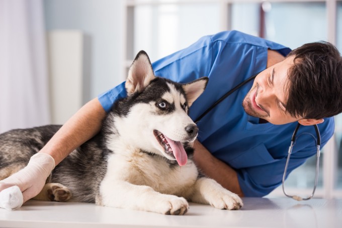 dog insure insurance